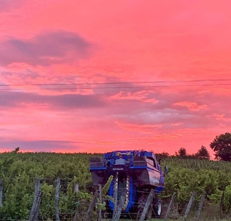 Vendanges au Domaine de Seailles sous un ciel teinté de rose et mauve